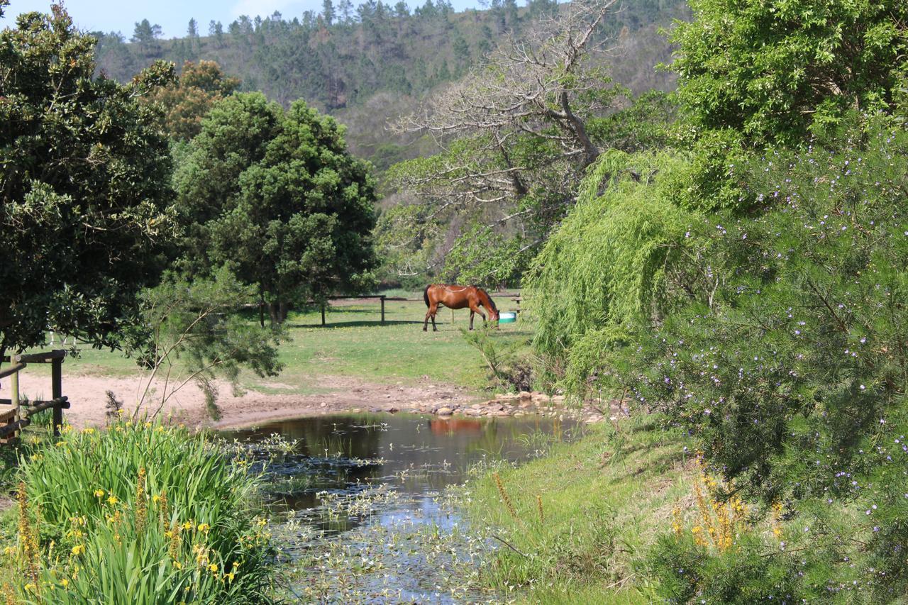 Kingfisher Cottage At Boschrivier Farm Plettenberg BayWittedrif エクステリア 写真